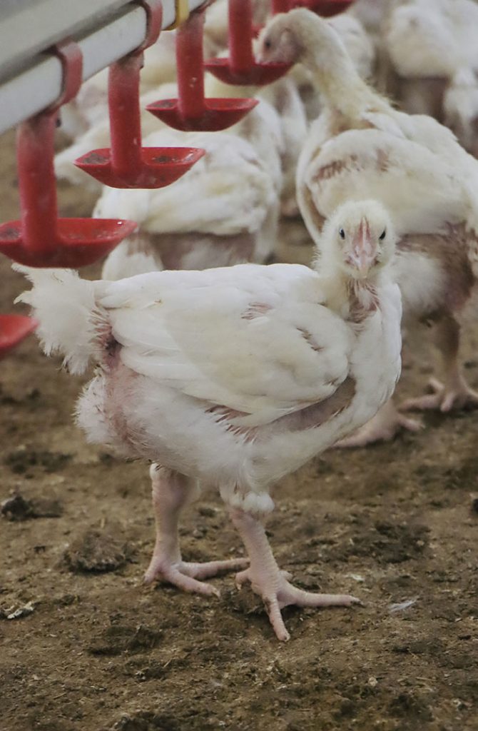 Photo of a chicken at Devonshire Poultry farm